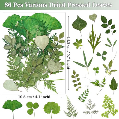 86Pcs Dried Pressed Flowers Leaves for Crafts, Real Natural Dried Leaves Pressed Leaves Bulk Dry Leaves for Resin, DIY Art, Jewelry, Candle & Soap Making, Scrapbook Bookmarks Ideas – Tweezers Included - color: Green 86pcs