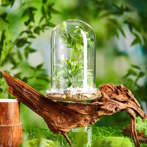 2 Pcs 5.9 x 7.9 Inch Glass Terrarium Dome Cloche with Air Hole & Glass Base, Clear Terrarium Containers Ventilated Plant Humidity Dome for Carnivorous Plants Orchids Tropical Cuttings, No Leakage - size: 5.9 x 7.9 Inch