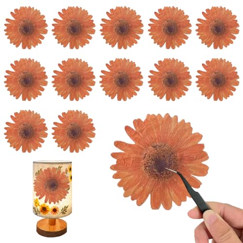 ALJ Orange Large Size Dried Sunflowers for Resin Crafts Embellishment, Natural Real Pressed African Daisy, Gerbera Jamesonii for DIY Jewellery Candle Making Phone Case Home Wedding Decor(3.14-3.54IN) - color: Sunflowers-Orange