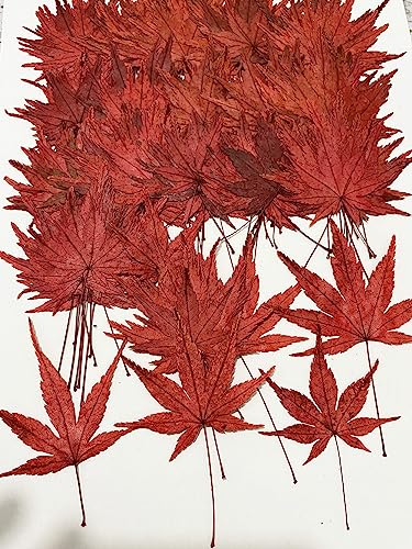 12 pcs Red Maple Leaf Real Natural Dried Pressed Flowers for Resin Scrapbooking DIY Candle Decoration Jewelry Crafts - color: Red Maple Leaf