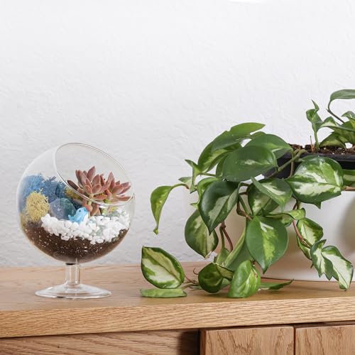 Creations by Nathalie DIY 6" Chalice Terrarium Kit Build Your Own Glass Terrarium for Adults & Teens, DIY Terrarium Kit with Live Moss, Crystals, Soil (Plant Not Included) - color: 6" Chalice