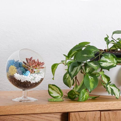 Creations by Nathalie DIY 6" Chalice Terrarium Kit Build Your Own Glass Terrarium for Adults & Teens, DIY Terrarium Kit with Live Moss, Crystals, Soil (Plant Not Included) - color: 6" Chalice