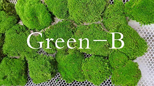 Preserved Pole Moss Pillow Bun Cushion Natural Green Decorative Real Natural Green DIY Kit Terrariums Gardenning Art Wall Decor Florist Decor Easter Table Decor Wedding(9.0 sq.ft., Green-B) - color: Green-b, size: 9.0 sq.ft.