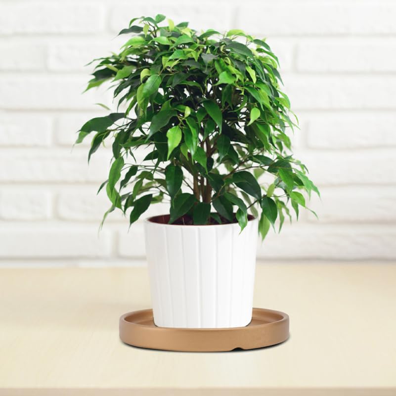 Vaguelly House Plants Indoors Live 3pcs Ceramic Plant Saucers Gold, 7 inch Thicken Planter Water Drip Tray, Flower Plant Pot Coasters, Bird Bath Bird Feeder Plate for Indoor Outdoor House Plants - size: 7inch