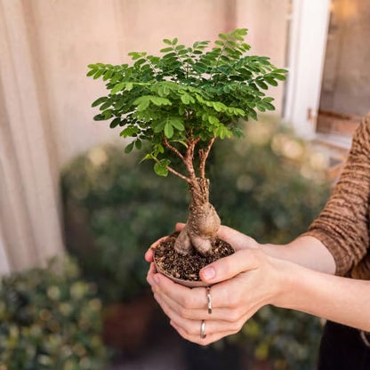 Avergo Bonsai Starter Kit – Growing Jacaranda Bonzai Tree
