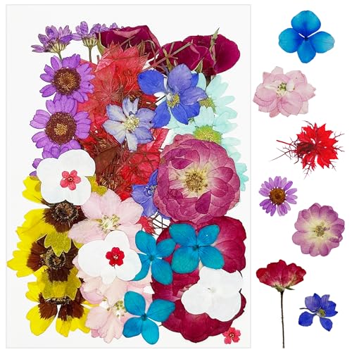 Cayway 36 PCS Dried Pressed Flowers for Resin, Mixed Color Real Pressed Flowers Dry Leaves Kit Natural Dried Pressed Leaves for Art Crafts Resin Scrapbook Supplies Soap Candle DIY - color: Purplish-red-36