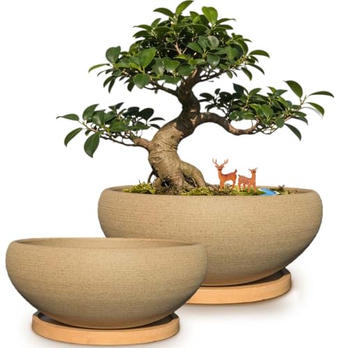 MUZHI 2 Pack 8+6 Inch Plant Pot - Natural Unglazed Ceramic Bonsai Pot with Bamboo Saucer, Large Vintage Clay Shallow Planter Pot with Drainage Hole - size: 8"+6.8"