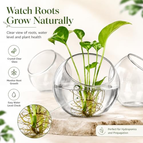 3 Pack Glass Terrarium Bowls for Air Plants, Clear Hydroponic Plant Propagation Vases with Wide Opening, Mini Indoor Garden Containers for Succulents, Pothos and Desk Decor