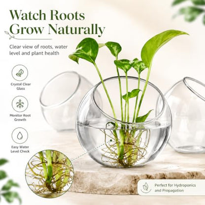 3 Pack Glass Terrarium Bowls for Air Plants, Clear Hydroponic Plant Propagation Vases with Wide Opening, Mini Indoor Garden Containers for Succulents, Pothos and Desk Decor