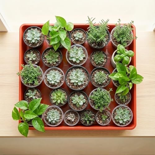 10 Pack Square Plant Saucer 12 Inches Drip Trays to Catch Water, Brick Red - color: Brick Red, size: 12 Inch