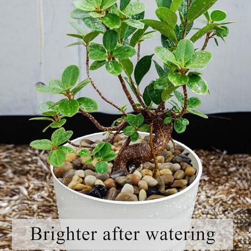 20 lbs Pea Gravel for Landscaping, 2/5 Inch River Rock, Aquarium Gravel | Fish Tank Gravel Rock Pebbles for Indoor Plant, Landscaping, Outdoor Garden, Succulent, Drainage, Vase, Fountain - size: 2/5 Inch