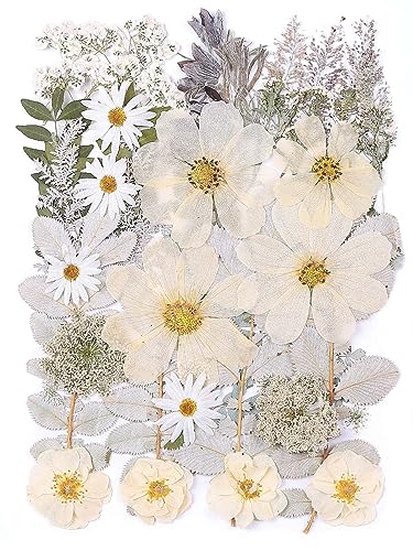 12“ Large Dried Pressed Flowers for Art Crafts, Real Dry Natural Flower Leaf Fruit Bulk for Resin Mold, Cake Decor, Glass Frame (Winter Silver) - color: Winter Silver