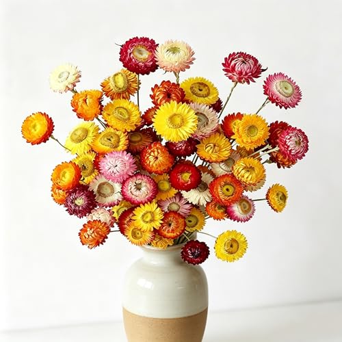 30Pcs Natural Multicolor Dried Daisy Flowers Stems-Dried Flowers Bouquet