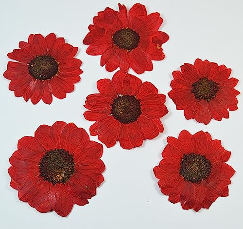 12 pcs Red Sunflowers Real Natural Dried Pressed Flowers for Resin Scrapbooking DIY Candle Decoration Jewelry Crafts - color: Red Sunflowers