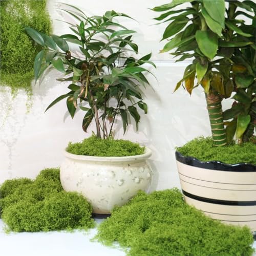 Jabrand All-in-One Plant Care Kit – LECA Clay Pebbles, Artificial Moss & Self-Watering Globes for Hydroponics, Orchids, Indoor & Outdoor Garden Plants