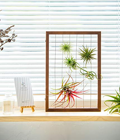 Mkono Double Layer Wall Hanging Glass Planter and Air Plant Frame Hanging, Modern Novel Flower Bulb Vase Plant Terrarium with Retro Wooden Stand, Plants Home Garden Office Decor(Plant Not Included)