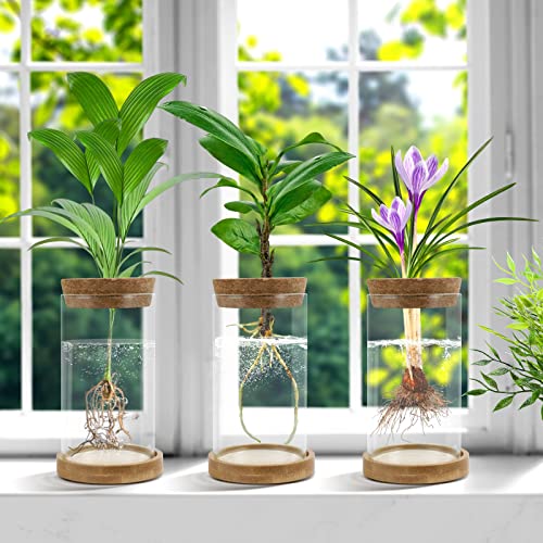 Plant Propagation Stations 3 Pack Plant Terrarium, Propagation Jars Glass Hydroponic Vases for Indoor Plants, Desktop Glass Plant Pot with Lid & Wooden Stand Gardening Gifts for Women Mom Plant Lovers