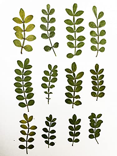 12 pcs Schinus Leaf Real Natural Dried Pressed Flowers for Resin Art Craft DIY - color: Schinus Leaf