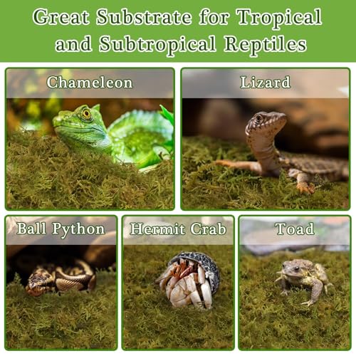 Halatool 2.2 LB Sphagnum Moss for Reptiles - Green Terrarium Moss | Expands to 50 QT, Reptile Bedding for Snakes, Tortoises, Geckos & Lizards, Humidity Retention & Temperature Buffering - size: 2.2LB