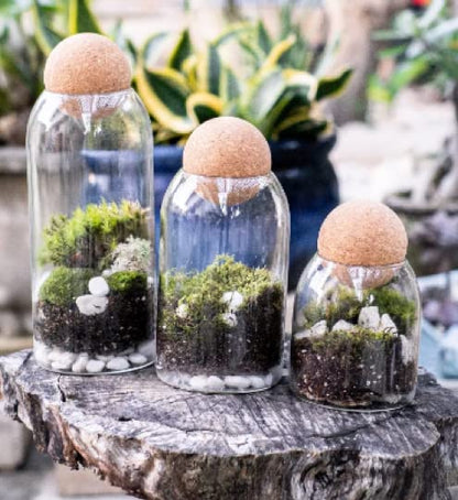 Glass Terrarium with Airtight Wood Lid (Ball Cork) | Closed Terrarium Planter | Clear Glass Bottle Jar Container | Set of 3 | Moss Terrarium Jar (3 Set of Jars) - size: 3 Set of Jars