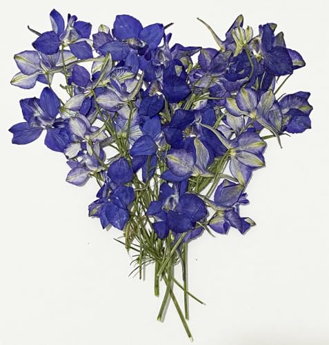 6 pcs Purple Larkspur with Stem Real Natural Dried Pressed Flowers for Resin Scrapbooking DIY Candle Decoration Jewelry Crafts - color: Purpla Larkspur With Stem