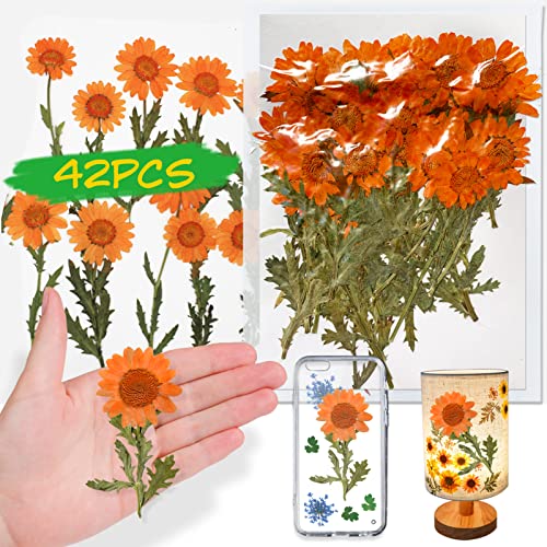 Orange Dried Daisy Flowers with Stem for Resin, 42PCS Natural Real Pressed Dry Daisy Flowers for Resin Jewelry DIY Phone Case Decor Crafts Candle Making Decoration - color: Daisy Flowers With Stem-orange