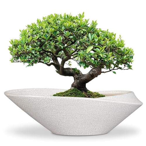 Bonsai Pots - 18 Inch Ceramic Plant Pot for Bonsai Tree, Modern Indoor & Outdoor Succulent Planter with Drainage, Room Decor, Gifts for Plant Lovers, White-Black - color: White & Black, size: 18 Inch