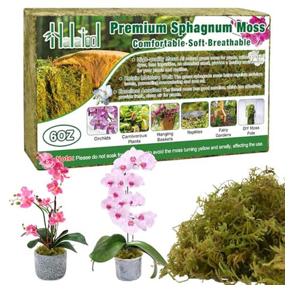 Halatool 6OZ Natural Green Forest Moss, Long Fiber Sphagnum Moss for Plants - size: 6 oz