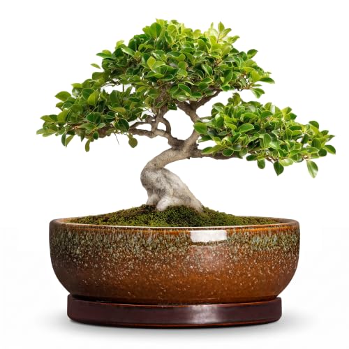 Bonsai Tree Pots 10 Inch, Ceramic Succulent Pots, Speckle Brown | Round Shallow Bonsai Planter for Indoor Plants, Planter Bowl with Drainage Hole and Saucer, Garden Decor, Gardening Gifts - color: Speckle Brown, size: 10 Inch