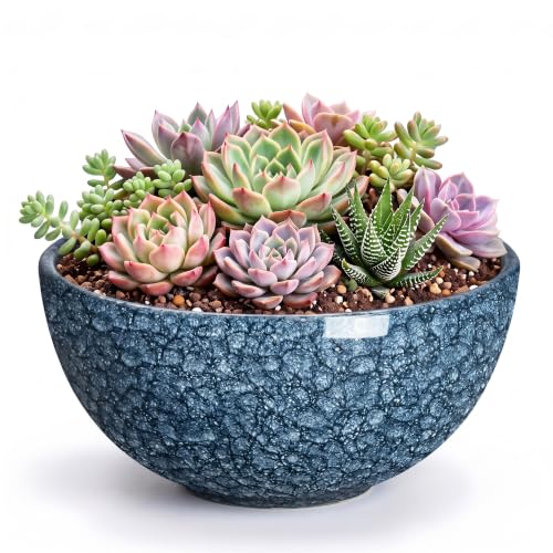 Succulent Pots, 8 Inch Ceramic Bonsai Pots, Bowl Planter, Scale Blue | Round Shallow Succulent Planters for Indoor Plants Outdoor, Cactus Pot with Drainage Hole, Room Decor, Plant Lover Gifts - color: Scale Blue-1, size: 8 Inch