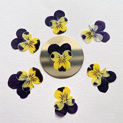 YUNZHI Natural Pansy Dried Pressed Flowers for Resin, Dry Flower for Candle,Epoxy Resin,Soap Making,Scrapbooking,DIY Art Crafts,Painting 12pcs/Pack (Pansy Yellow Purple) - color: Pansy Yellow Purple