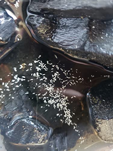 Live Tropical Springtail Breeding Cultures (8 Ounces) Collemba, Bioactive Clean Up Crew, Terrarium, Vivariums, Composters, Reptiles, Amphibians
