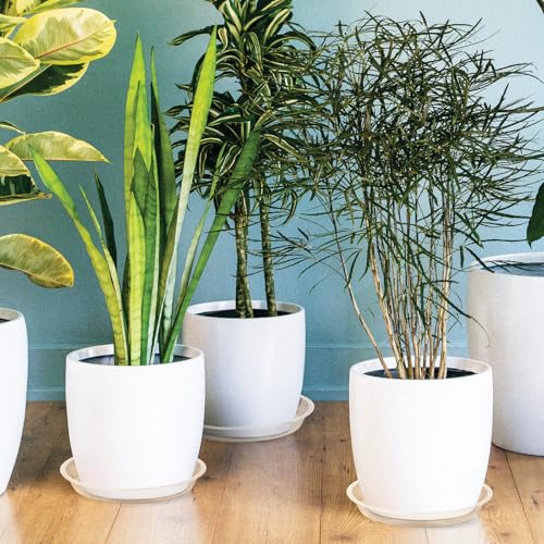 4 6 8 10 12 14 16 18 20 22 Inch Clear Plant Saucer, 5 Pack Durable Plastic Water Catcher Trays for Flower Pots, Plant Drip Trays for Indoor Outdoor Planter(10inch) - size: 10 inch