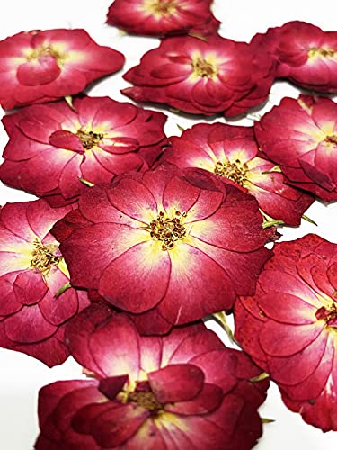 20 pcs Mini Rose Real Natural Dried Pressed Flowers for Resin Art Decors Craft DIY - color: Red