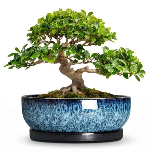 Bonsai Pots, 13 Inch Ceramic Succulent Pot with Saucer, Blue | Round Bonsai Tree Pots with Drainage Hole, Bowl Planter for Indoor Plants, Home Decor, Gifts for Gardeners Woman - color: Blue, size: 13 Inch