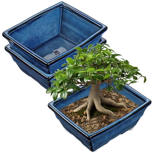 Villa Como Set of 2 Large Bonsai Pots with with Drainage Hole, 10" | Blue Glazed Ceramic Bonsai Tree Pots, Shallow Rectangle Bonsai Planter for Indoor Outdoor Plants, Succulents, Cactus, Flowers - color: Blue, size: 10"x7.8"x4.3"