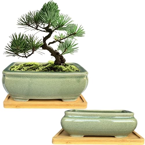 MUZHI 2pcs Green Ceramic Bonsai Planter Pots with Bamboo Tray 6.2 “ & 5.3”, Rectangular Glazed Bonsai & Succulent Cactus Starter Pot with Drainage Ice Crack Design (2 Crackle Glazed 6") - size: 2 Crackle Glazed 6"