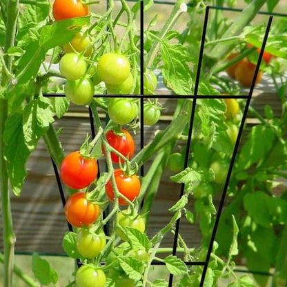 4 Pack 16'' Black Plant Fan Shape Trellis for Potted Climbing Plants Indoor, Outdoor Metal Garden Trellis for Climbing Plants House Plants Flowers Vine Ivy - size: 16'' H-Style
