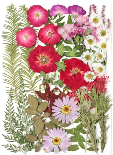 A5 Large Bulk Christmas Dried Pressed Flowers for Christmas Decor, Real Dry Natural Flower Leaf Daisy for Resin Mold, Cake Decor, Phone Cases ( Romantic Rose) - color: Romantic Rose