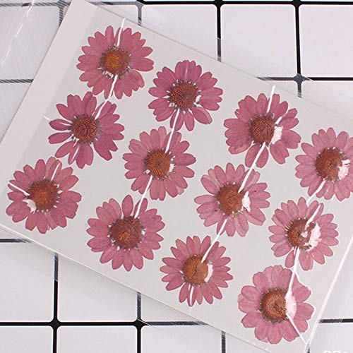 50pcs Natural Dried Daisy Flower, Vacuum Packaging, Pressed Flower for House Decoration, Jewelry Making, Phone case Decoration (Purple Red) - color: Purple Red