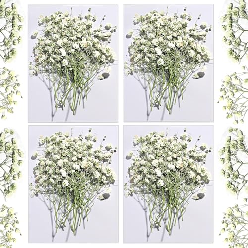 Dried Babys Breath White, 48pcs Dried Flowers for Resin - size: 48 pcs White Baby's Breath