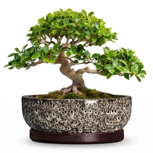 13 Inch Ceramic Bonsai Tree Pot with Saucer, White Leopard - color: White Leopard, size: 13 Inch