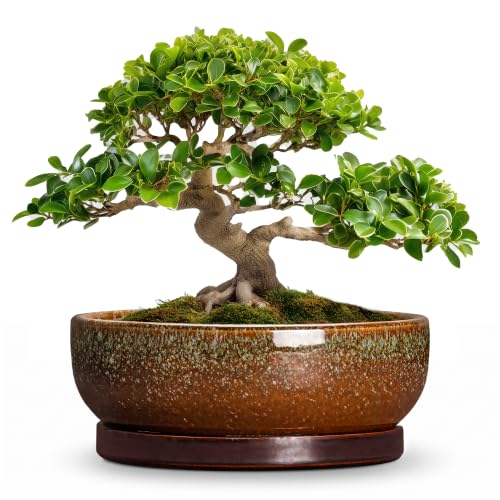 Bonsai Planter, 13 Inch Ceramic Succulent Pots, Speckle Brown | Round Bonsai Pots with Drainage Hole and Saucer, Planter Bowl for Indoor Plants, Bathroom Decor, Gifts for Plant Lovers - color: Speckle Brown, size: 13 Inch