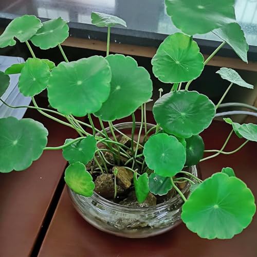 Glass Lotus Bowl Planter, 8 in Lotus Flower Bowl, Lotus Bowls for Planting in Water Indoors,Suitable for Succulent Plants and Aquatic Plant Bonsai Arrangements (M)