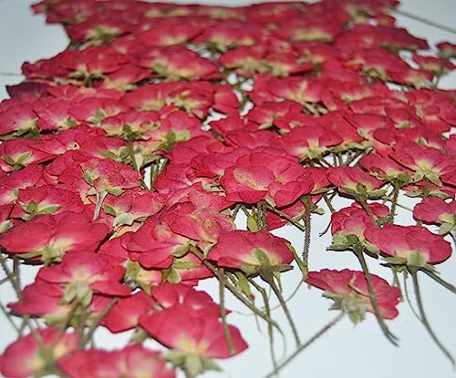 12 pcs Red China Rose with Stem Real Natural Dried Pressed Flowers for Resin Scrapbooking DIY Candle Decoration Jewelry Crafts - color: Red China Rose With Stem