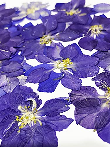 24 pcs Purple Larkspur Real Natural Dried Pressed Flowers for Resin Art Craft DIY - color: Purple Larkspur