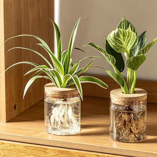 Glass Plant Propagation Station Set – Water Planting Glass Vase for Herb Cuttings,Succulent Water Rooting–Desktop Planter Jars for Home,Office,Living Room,Bedroom Decor(6PCS)