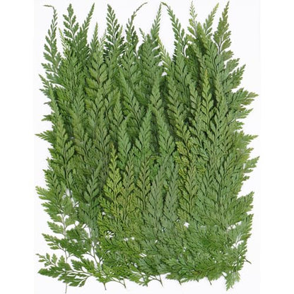 50Pcs Green Leaves Dried Pressed Flowers for Crafts,Xinxinran Ferns Dry Flower Kit for Wedding Invitation Accessories,Bookmark,Jewelry Molds,Candle Making Supplies,Soap,Frame - color: Green Leaves 50pcs