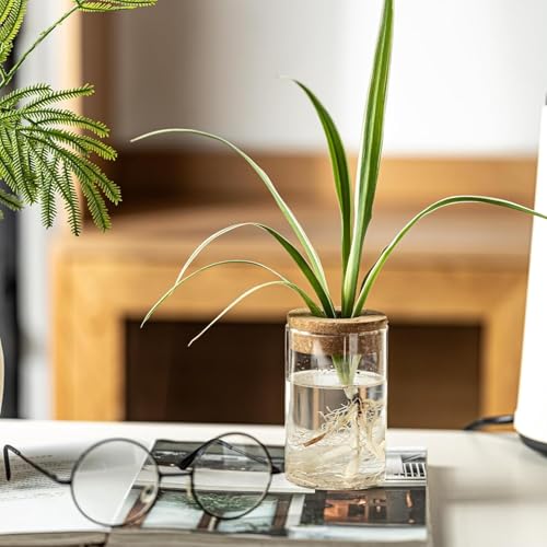 Plant Propagation Stations, Desktop Hydroponic Glass Planter with Lid, Propagated Plant Jars for Home and Office Table Decor, Large Size