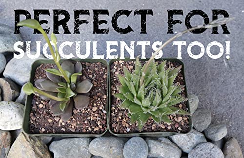 High Drainage Cactus Soil Potting Mix with Mycorrhizal Fungi - 8 Pounds / 4 Quarts of Soil for Succulents and Cactus - Slightly Acidic, Gritty Soil for Healthy Indoor Plants - Spike & Bloom